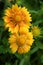 Sunrise-colored Gaillardia bloom in a summer garden