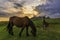 Sunrise in company of two horses. In natural park of Urkiola.