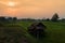 Sunrise cornfield