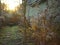 Sunrise in a countryside with frozen plants