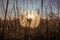 Sunrise through the dandelion.