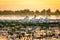 Sunrise in the Danube Delta with Pelican birds colony