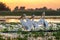Sunrise in the Danube Delta with Pelican birds colony