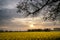 Sunrise dawn landscape over rapeseed canola field