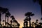Sunrise dawn silhouette of rows of palm trees with focus on front trees