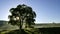 Sunrise. Deciduous tree in backlight.