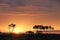 Sunrise with doum palms and acacias, Samburu, Kenya