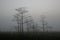 Sunrise in the Dwarf Cypress Forest in Everglades National Park, Florida.