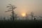 Sunrise in the Dwarf Cypress Forest in Everglades National Park, Florida.