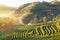 Sunrise in early morning at rows of green terraced strawberry plantation