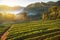Sunrise in early morning on rows of green terraced strawberry plantation at Ban Nor Lae village Doi Ang khang Chian