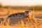 Sunrise Encounter with Venomous Cobra