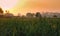 Sunrise beside farm of sugar cane