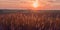 Sunrise in field. beautiful panorama rural landscape with fog, sunrise and blossoming meadow