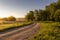 Sunrise on a field covered with flowering lupines and road in summer morning with fog