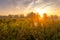 Sunrise on a field covered with flowers in summer morning with fog