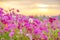 Sunrise at a field of purple flower