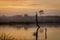 Sunrise in a Florida Wetland