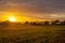 Sunrise with fog in a field with carob trees