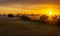 Sunrise with fog in a field with carob trees