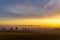 Sunrise with fog in a field with carob trees