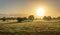 Sunrise with fog in a field with carob trees