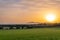 Sunrise with fog in a field with carob trees