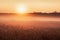 Sunrise and fog over plants autumn landscape