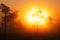 Sunrise in a foggy Estonian bog