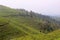 Sunrise and foggy mountain view of tea plantation at Kemuning