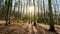 Sunrise in the forest with bare trees