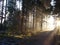 Sunrise in the forest with fog and sunlight in spring