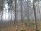 Sunrise in the forest in spring with sunlight and fog