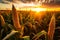 Sunrise Harvest: Corn Cobs in a Corn Plantation Field (AI Generated)