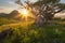 Sunrise in the highlands. Old tree, spring grass in the foreground. Landscape with the sun. Morning in the mountains