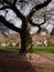 Sunrise highlights old cherry tree an university campus