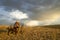 Sunrise hunter and dogs in moody arid landscape