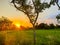 Sunrise in java countryside sawah ricefields