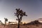 Sunrise in Joshua Tree National park