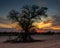 Sunrise in the kalahari of a silhouette tree