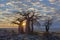 Sunrise at Kubu Island`s baobab`s