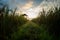 Sunrise and landscape of rice field in tuban east java