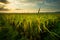 Sunrise and landscape of rice field in tuban east java