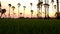 Sunrise landscape with sugar palm trees on the paddy field in morning.