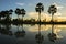 Sunrise landscape with sugar palm trees on the paddy field in morning. Mekong Delta, Chau Doc, An Giang, Vietnam