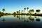 Sunrise landscape with sugar palm trees on the paddy field in morning. Mekong Delta, Chau Doc, An Giang, Vietnam