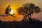 Sunrise landscape and vulture in Kruger National park