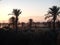 Sunrise at larnaka salt lake with palm trees