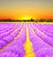 Sunrise in a lavender field