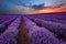 Sunrise at lavender field near the town of Burgas, Bulgaria